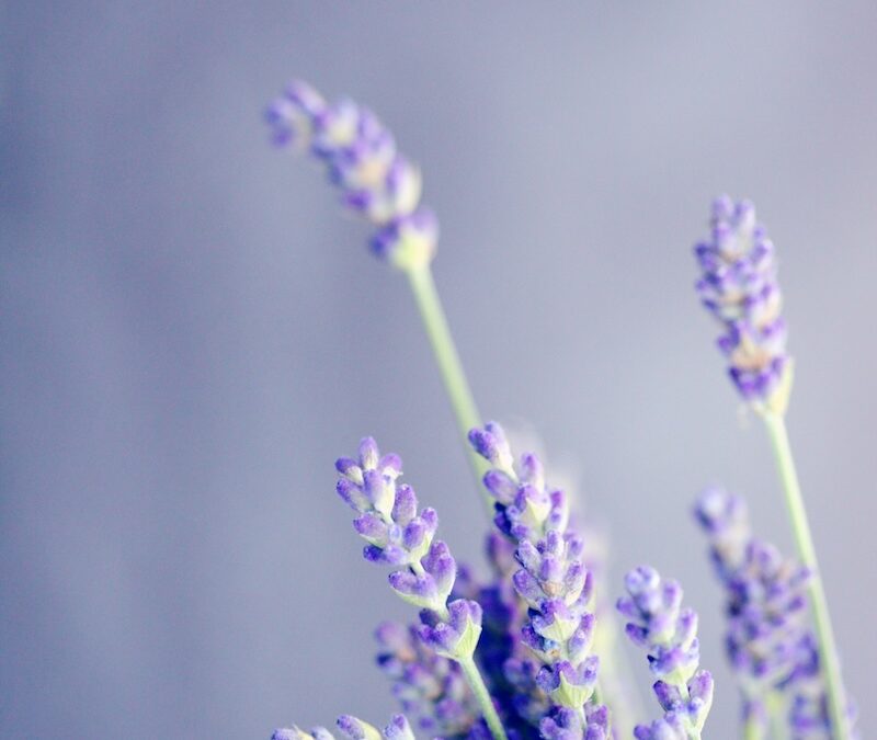 Lavendel (Lavender)